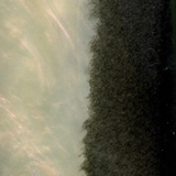 Silk Chartreuse/Black